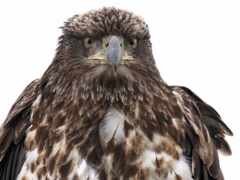 птица араф с белым и коричневым телом и коричневыми перьями