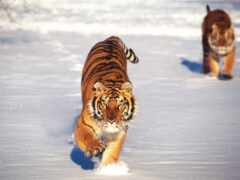 тигр, тигры, снегу