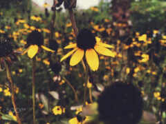 желтые цветы в поле желтых цветов с человеком на заднем плане