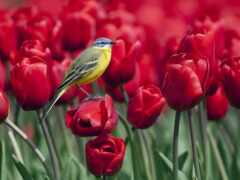 птица, цветы, тюльпан