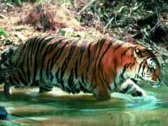 тигр, вода, прогулка