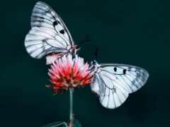 бабочка, butterflies, два