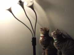 коты смотрят на светильник