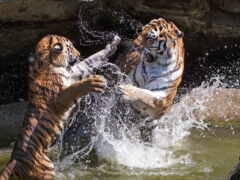тигры, два, дерутся