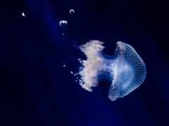 jellyfish, underwater, аквариум