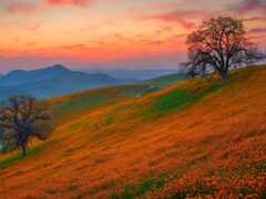 женский вид извилистой дороги в поле с деревом