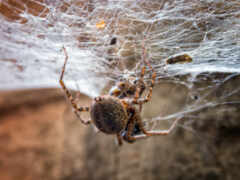 web, паук, природа
