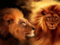 картина двух львов, обращенных друг к другу черным фоном