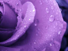 роза, розы, фиолетовая