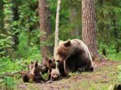 ursa, медведь, medvezhonok