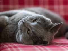 аравийская кошка, лежащая на красно-белом клетчатом диване