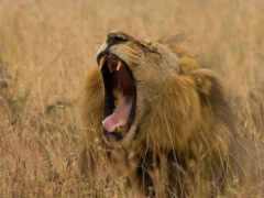 есть лев, который рычит в траве