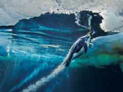 пингвин плавает в океане с волной, приближающейся к нему