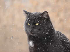 кот, снег, winter