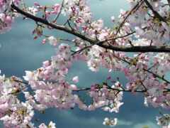 дерево, цветение, весна