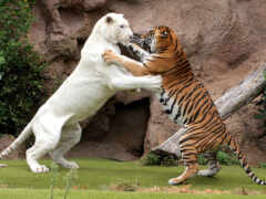 тигр, животное, бой
