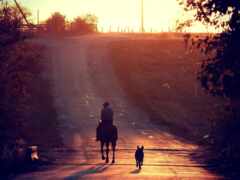 собака, caballo, закат