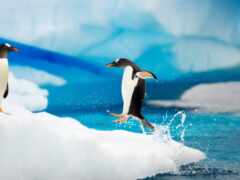 пингвин, животное, антарктида