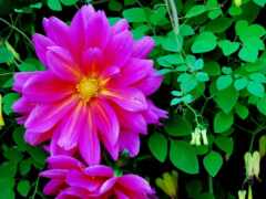 фиолетовые цветы с зелеными листьями и желтыми цветами на заднем плане