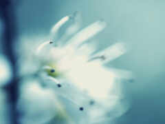 есть белый цветок с черными точками на нем