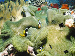 море рыбки кораллы