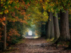 есть грунтовая дорога, которая имеет кучу деревьев с обеих сторон