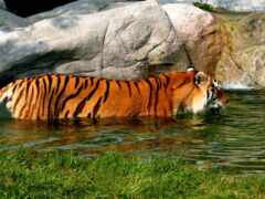 тигр, животное, пиковая страница