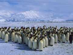 пингвинов, пингвины, антарктиде