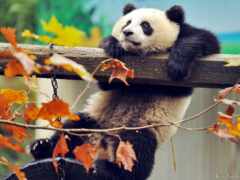 панда, osen, животное