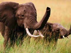 слон, слоны, воспроизводимые No 153600 Разрешение 1920x1200