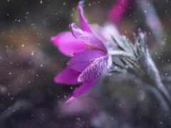 есть розовый цветок, который находится посреди снежной бури