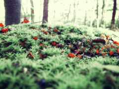 есть зеленый мх покрытый землей с красными ягодами на нем