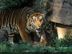 там тигр ходит по траве возле скалы