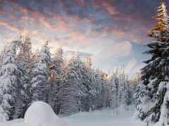 лес, зимнее, хххитовый фон 148139 Разрешение 2560x1440
