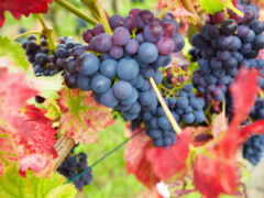 виноград, осень, урожай