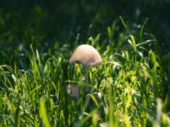 трава, mushroom, you