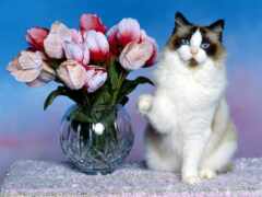 кот, цветы, ваза