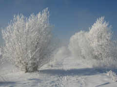 зима, деревья