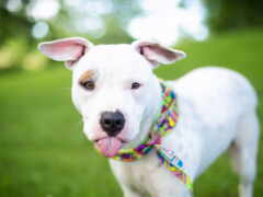 белая собака с красочным галстуком на шее
