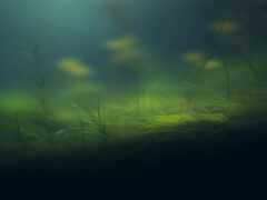 в воде растет небольшое зеленое растение