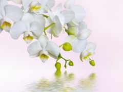 орхидея, белый, фон