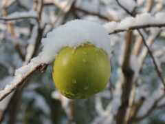 winter, apple, зелёный
