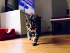 кошка гуляет по полу перед телевизором