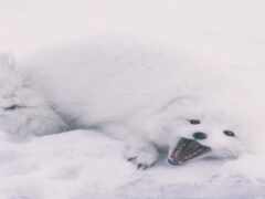 в снегу лежат две белые лисы с открытым ртом