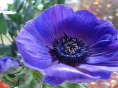 цветы, анемон, фиолетовый