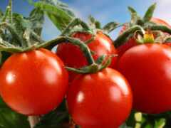 помидоры, томаты, производить