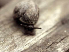 snail, мойка, мох