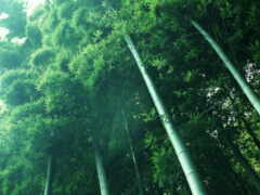 лес, бамбук, кето