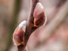 есть закрытие ветви с бутонами на ней