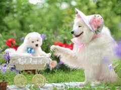 есть собака, которая сидит рядом с детской коляской